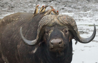 Luxury Kruger Park Safari at Lukimbi