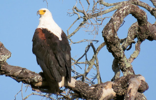 3 Day 4 Star Shishangeni Private Lodge Safari - Kruger National Park
